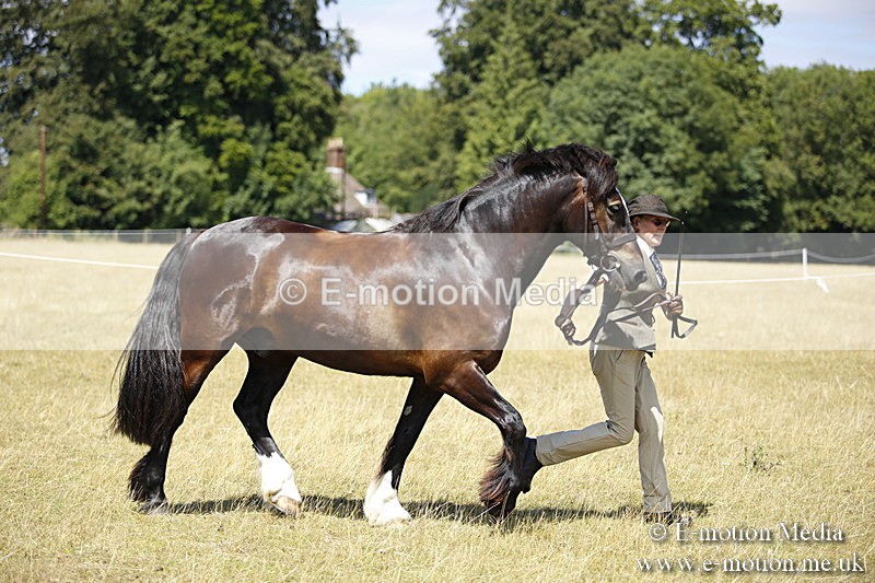 _C7A0056 - BVRC Sow 2018 Ring 2