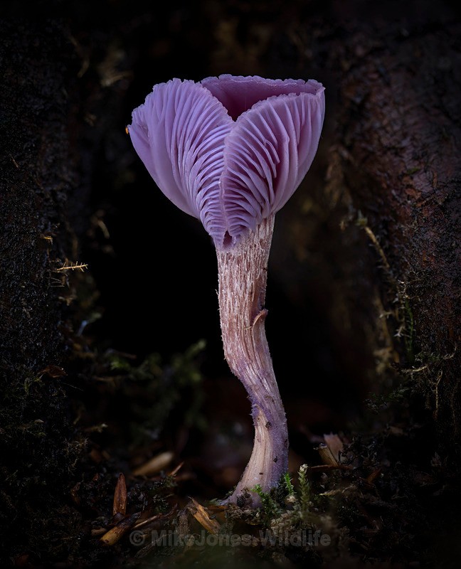 Amethyst deciever, Aberduna nature reserve - AUTUMN 2025 FUNGI/MUSHROOMS