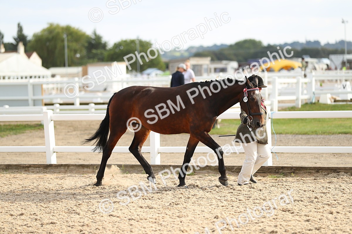 SBM_08562 - Class 28 - IH Veteran Horse