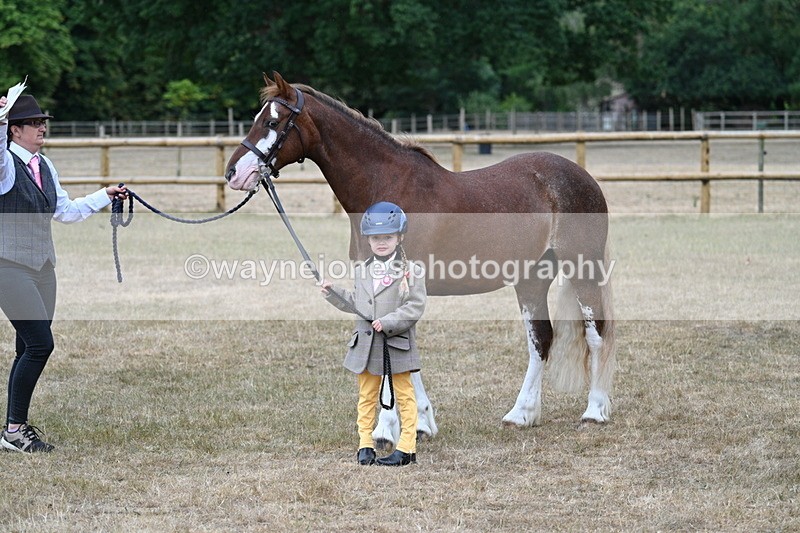 WJ7_9404 - Prettiest Mare Champs