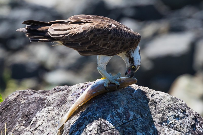 Osprey with Whiting