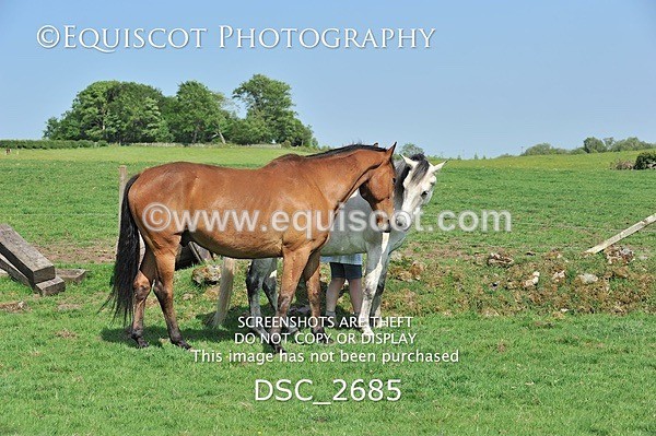 DSC_2685 - ARCHIVE REQUEST - Quincy and Guinness