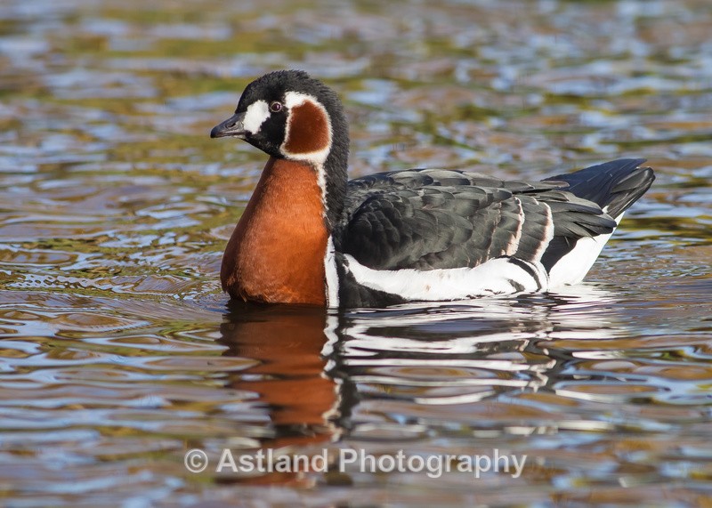 Astland Photography, Bird and Wildlife Images, Susan and Peter Wilson, U.K.