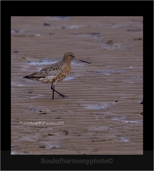 Godwits - Wildlife Wildlife
