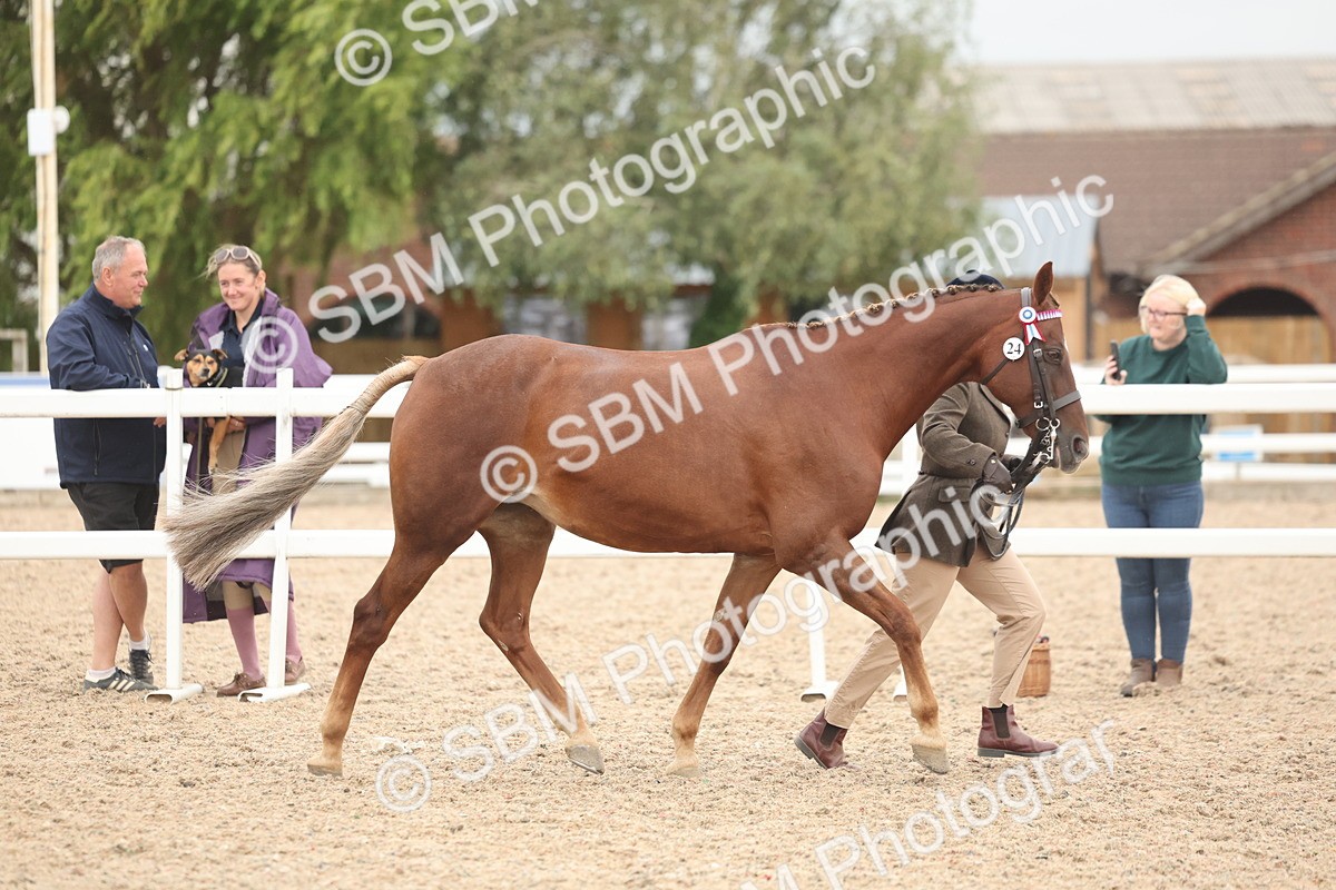 SBM_19761 - Class 318 - IH Part Bred Horse-Pony