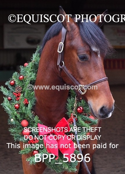 BPP_5896 - Marion West pony 3