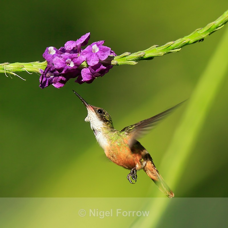 White-crested Coquette (female) hovering, Costa Rica - White-crested Coquette