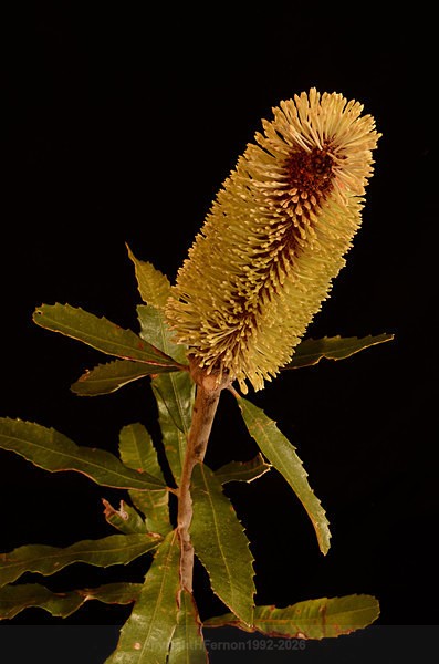  - STILL LIFE ORIGINS - 2011