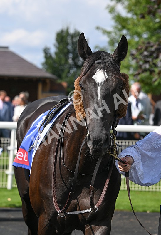 220826-130 Puerto Rico - Race 3 15.00pm Sky Bet City Of York Stakes