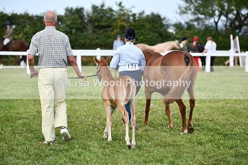 DSC_8498 - Class 69: Pure, Anglo & Part Bred In Hand Arab