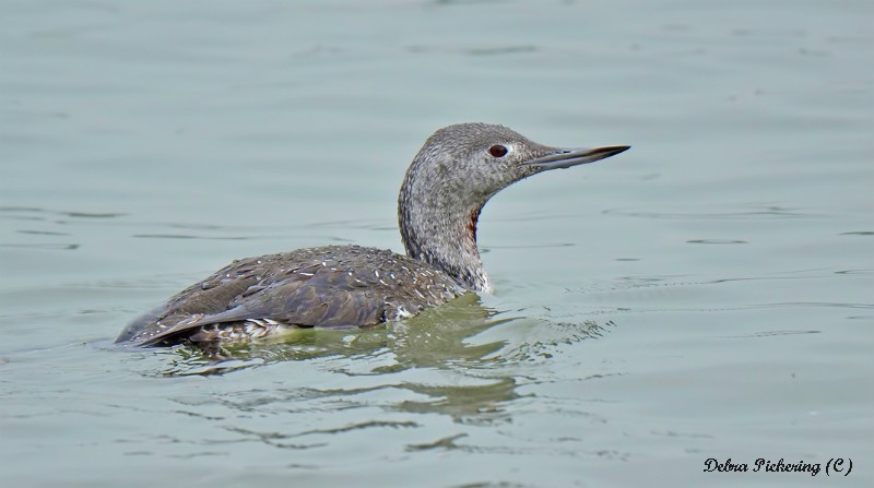 Red-throated Diver - Birds