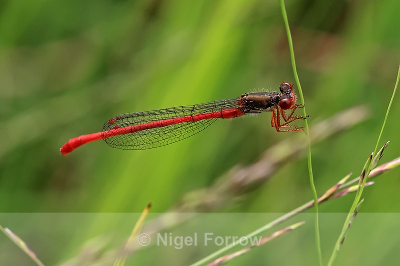 Small Red Damselfly side view, Arne RSPB Nature Reserve, Dorset - INSECTS
