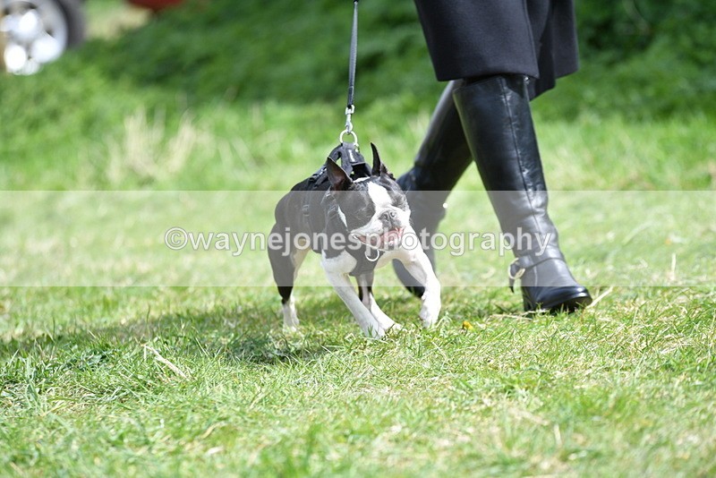 WJ5_0443 - Class 7 Best Terrier