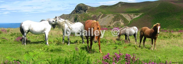 Carneddau ponies