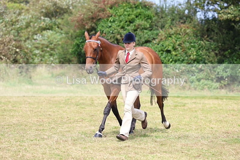 3E7A5540 - Class 20: Sports Horse In Hand