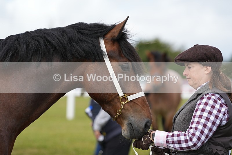 DSC05833 - Class 51: NPS M&M 4 years and over Large Breeds