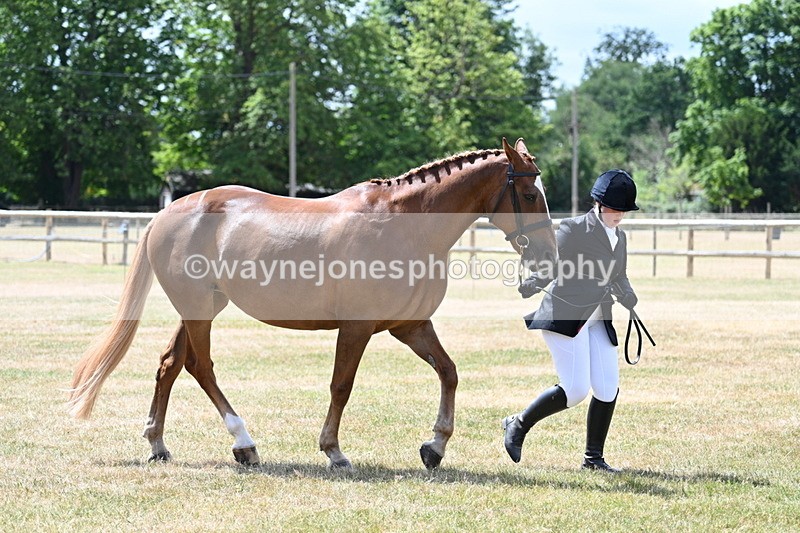 WJ7_1998 - Class 4a Prettiest Mare 14.2hh and over hand