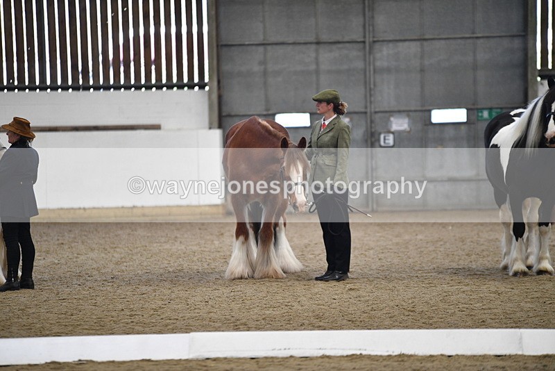 WJ5_5573 - Class 4 In hand M&M - small breeds