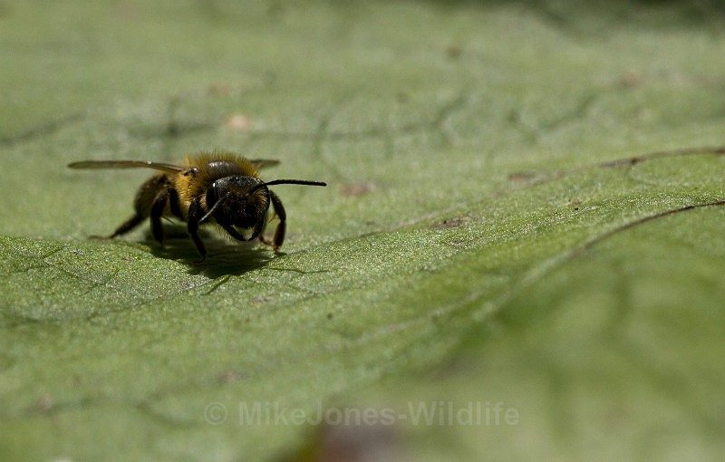  - MACRO IMAGES