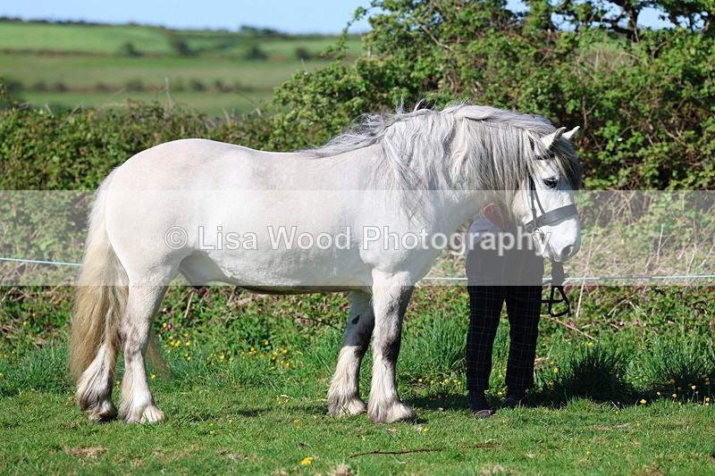 3E7A8524 - Class 13: M & M Large Breeds