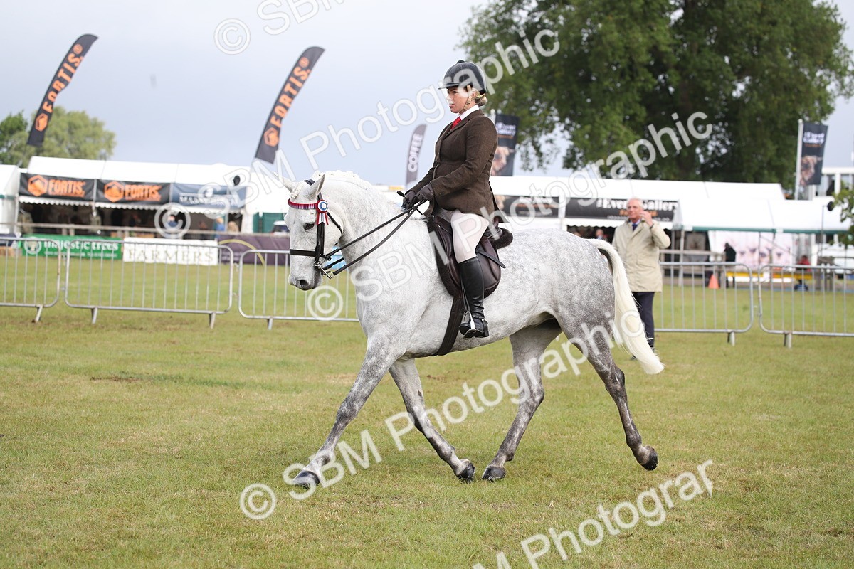 SBM_11516 - Class 95-96 - LIHS BSHA Rising Star Hack Riding Horse