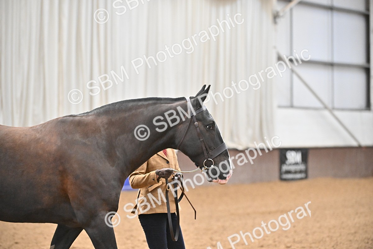 SBM_000062 - Class 4 - BSHA In Hand Show Cob
