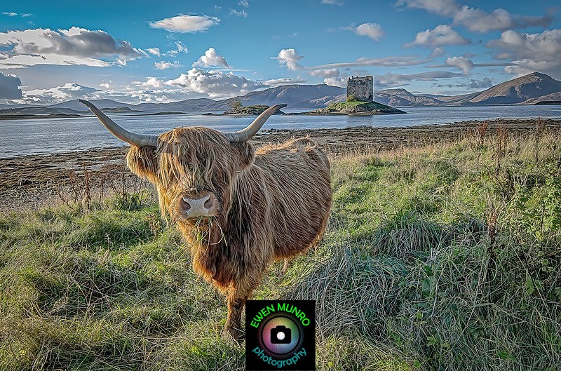 B-11-Castle Stalker Coo - 'BEASTIES' of all shapes & sizes