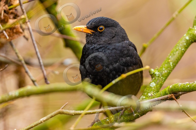 Blackbird Turdus merula-1301 - UK birds