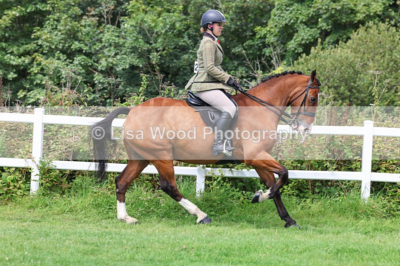 3E7A8648 - Class 5: Working Show Horse