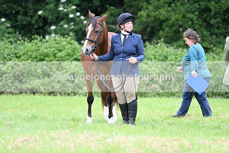 WJ7_4443 - Class 14B Prettiest Mare