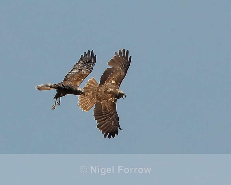 Pair of Marsh Harriers flying together, Otmoor RSPB - Marsh Harrier