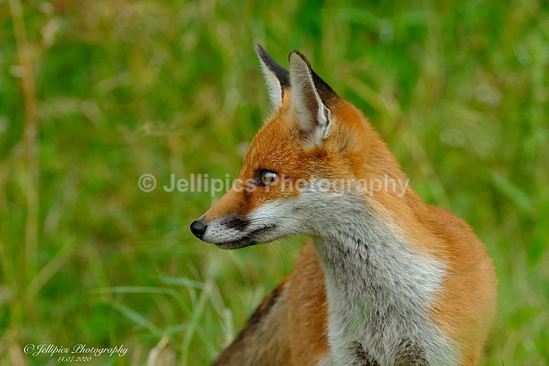  - Wildlife and Nature