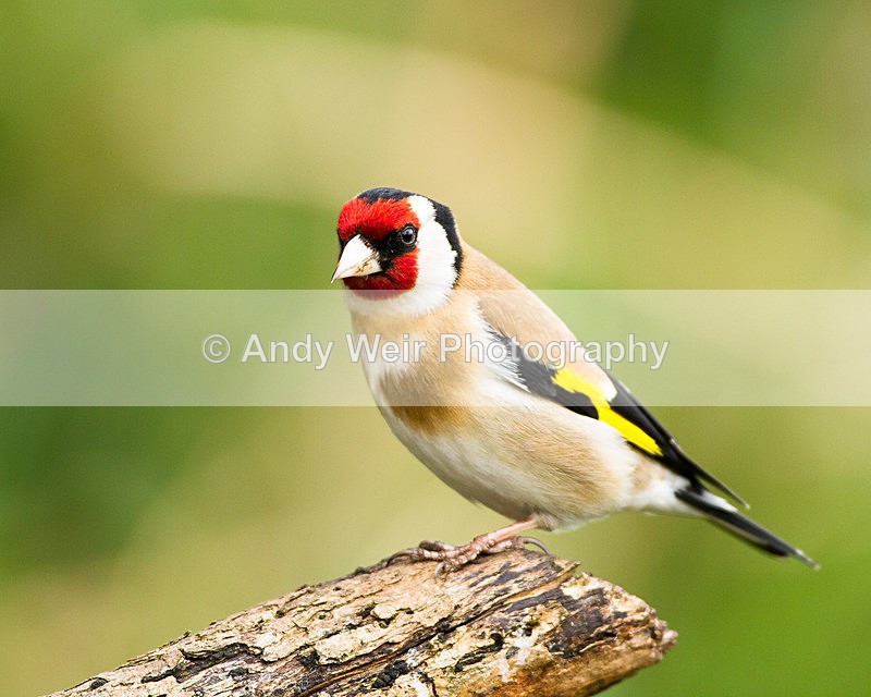 20130428-_MG_3354 - Goldfinch