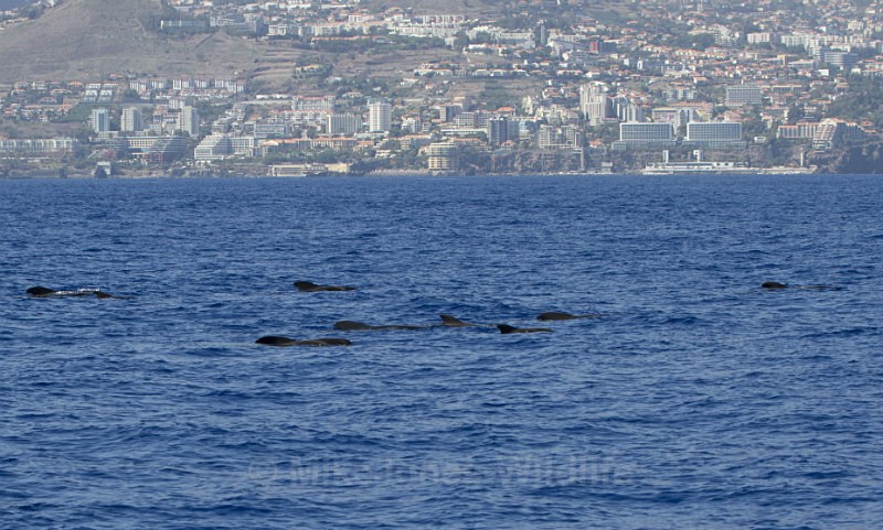 Logging 'Short finned pilot whales, Madeira, - Short finned pilot whales (inc calf images) Azores & Madeira