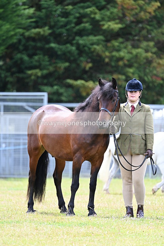 WJ7_6607 - Class 5 Handsome Gelding in hand