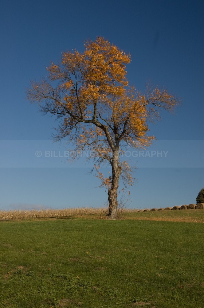DSC_0062 - The Tree Project