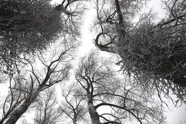 Winterwoods _S144 - Somerset landscape Photography