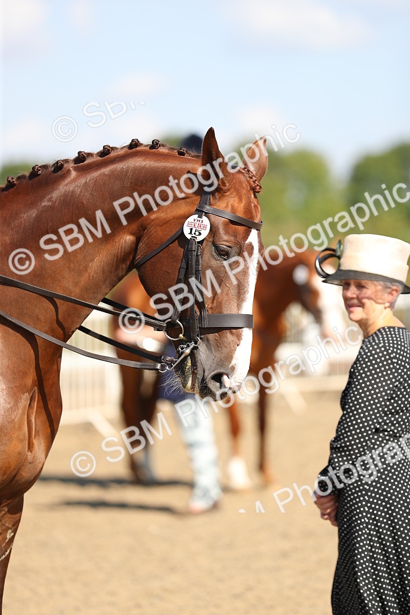 SBM_02336 - Class 43 Ridden Competition Horse/Pony