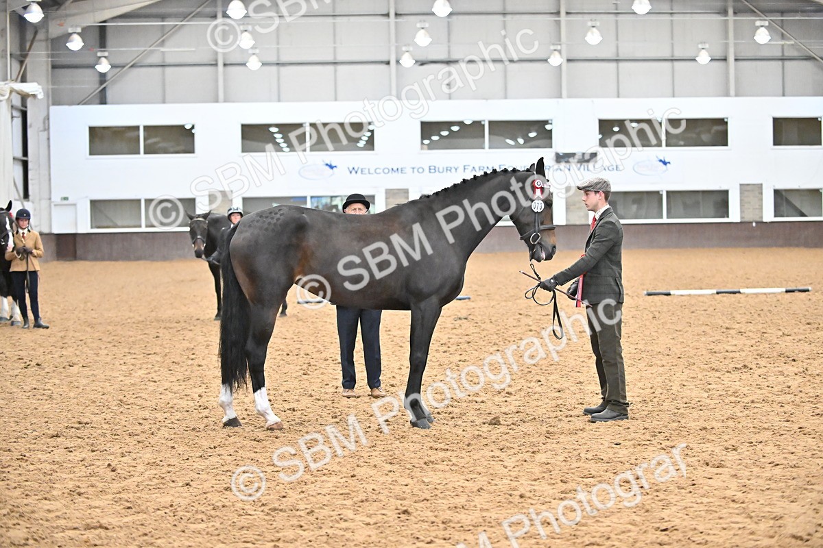 SBM_000777 - Class 16 - In Hand Showing Supreme Championships