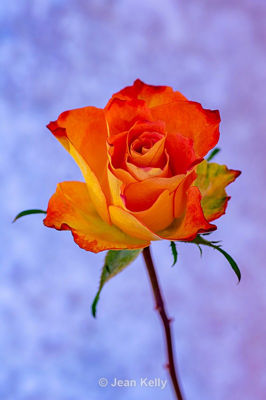 Single Orange and Yellow Rose - DSC_0848 - Orange