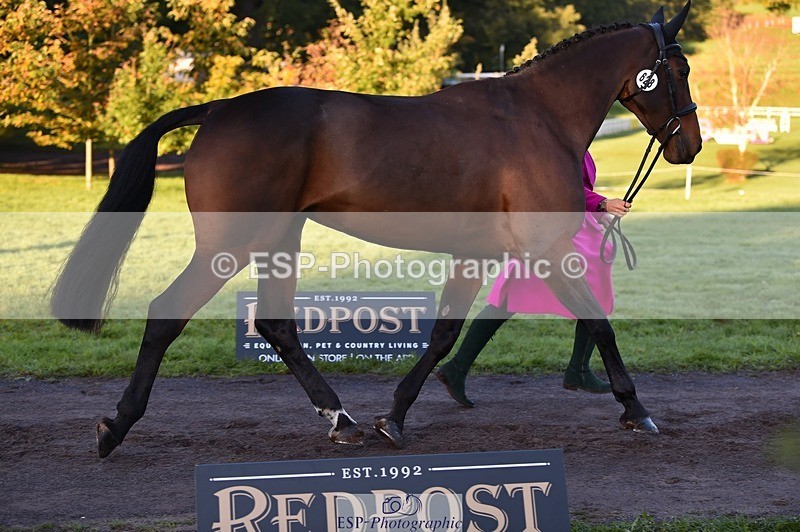 231022-084918-21381 - 628-WONDERLAND.T.H-Alice.Dalton-TrotUp+SJ