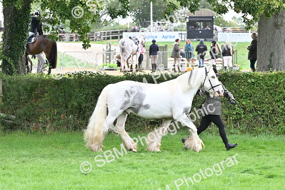 SBM_56950 - S45 - Coloured Pony In Hand