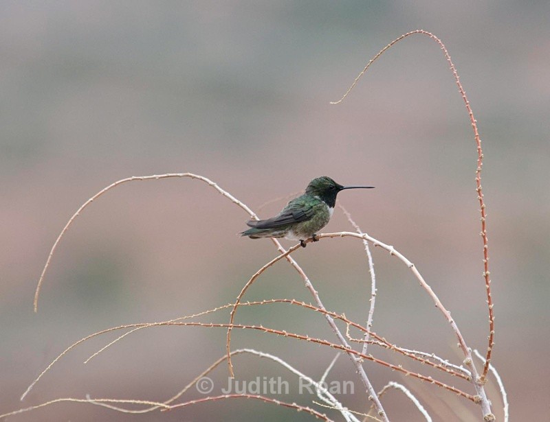 Black-chinned Hummingbird male on bare branch - Birds