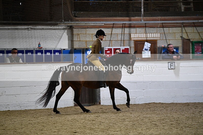 WJ5_8938 - Class 15 Ridden Show Horse