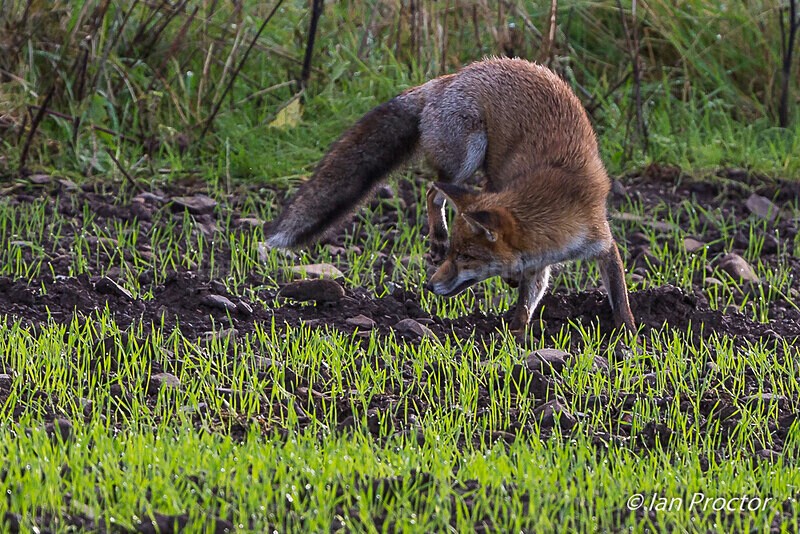 'Playing Cat & Mouse' - Red Fox - Nature