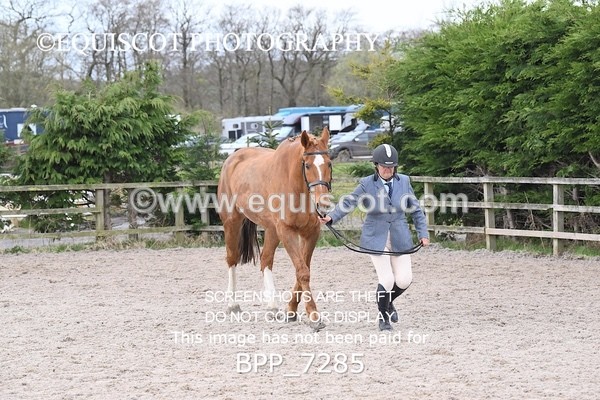 BPP_7285 - RING 1  (RIDDEN HORSES / IN HAND / VETERAN ETC)