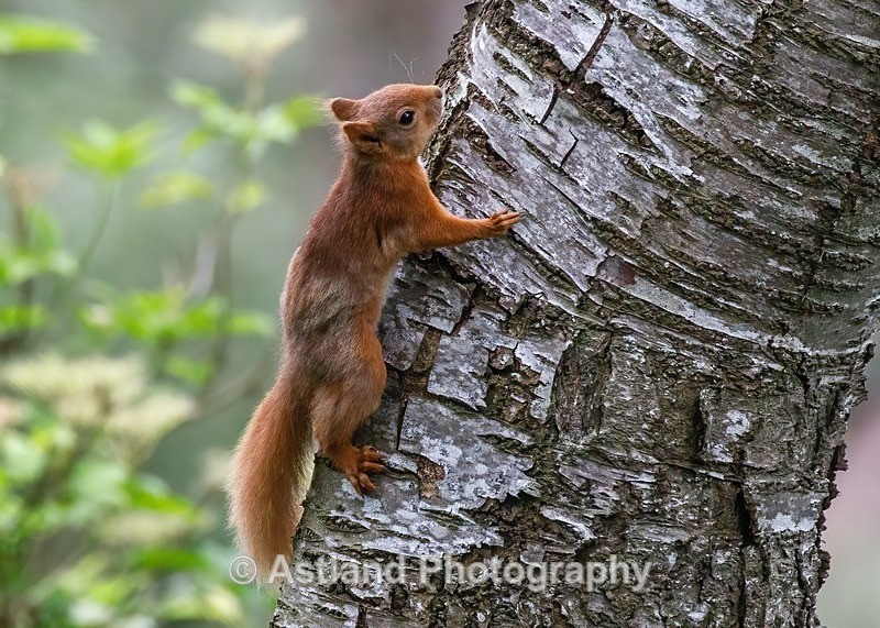 Red Squirrel - Latest Images