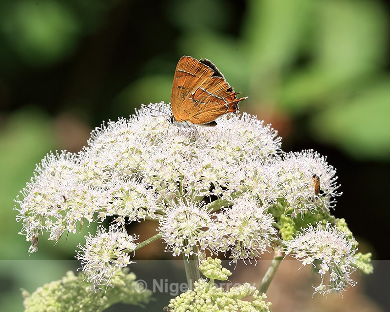 Brown Hairstreak, Otmoor, Oxfordshire - INSECTS