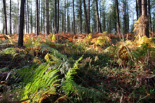 Pine Forest in Somerset _ S125 - Somerset landscape Photography