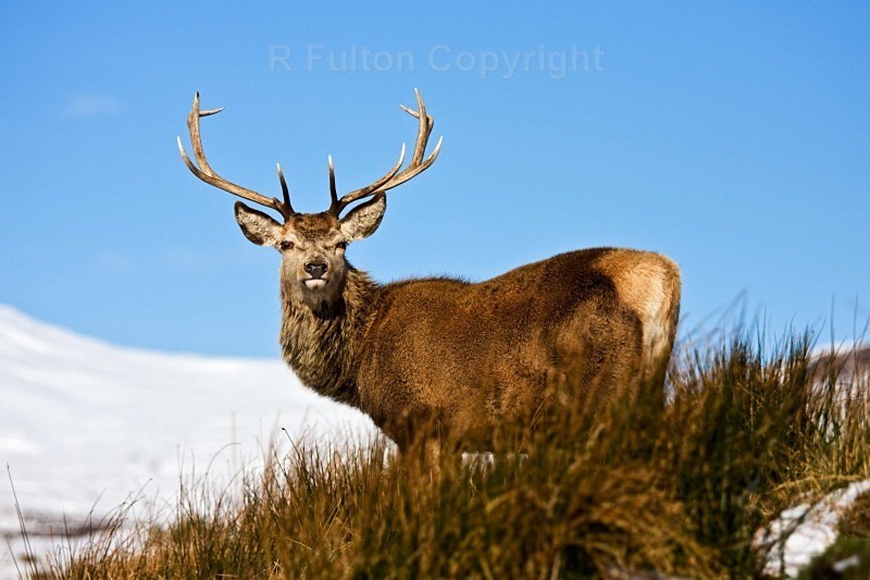 Stag - Nature